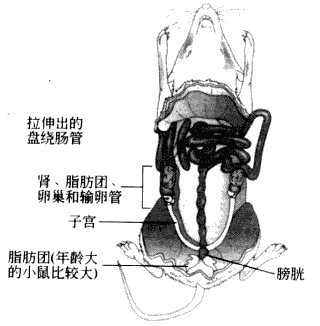 南京爱贝生物的小鼠体外受精操作步骤及操作视频(图6) 1-210P509244I57.png