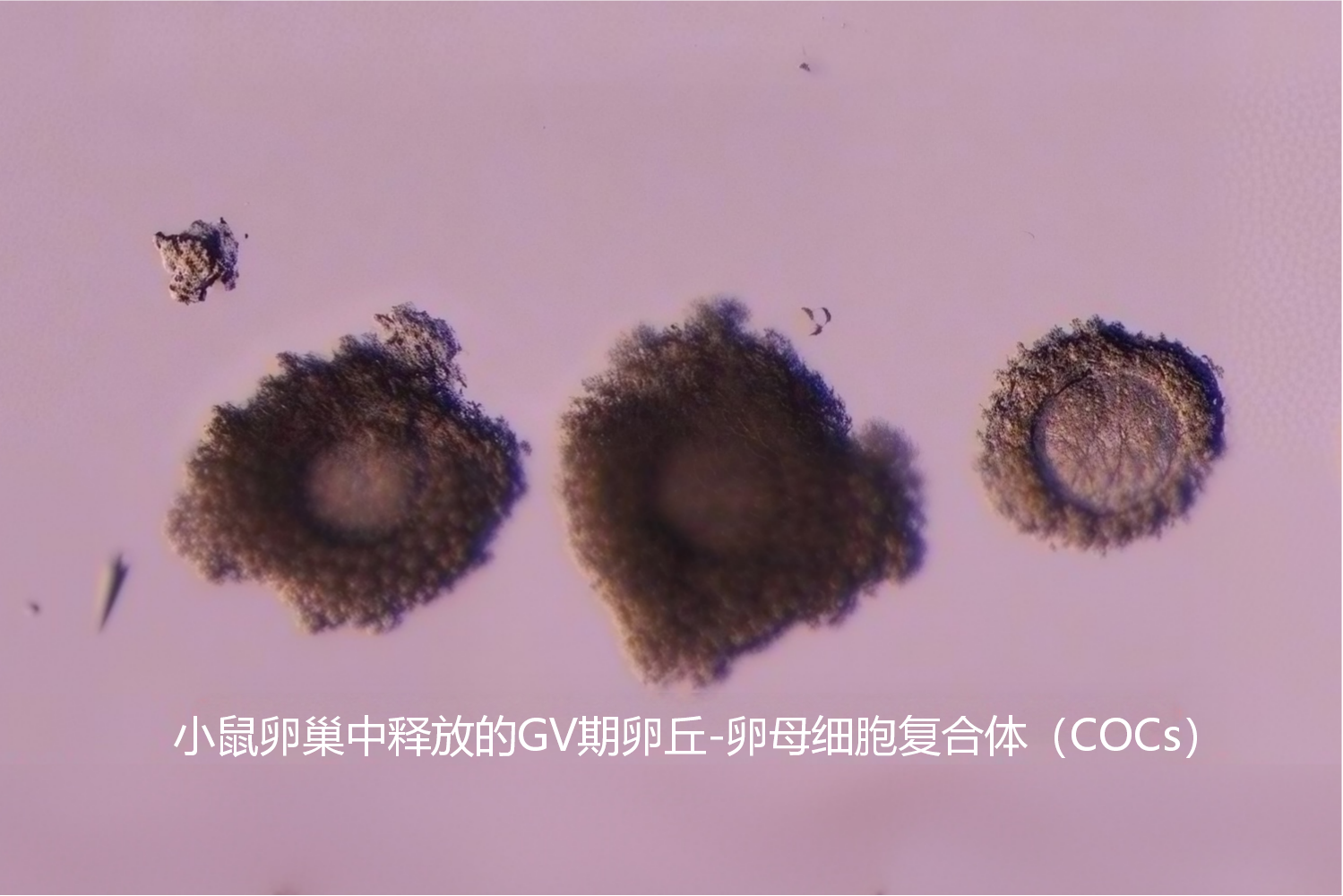 COCs(1).png